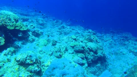 Over look at the bottom of the ocean with various corals and dascyllus fishes sw 스톡 동영상 279144206