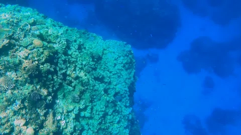 Over look to the reef of the ocean with various corals and blue orange purple da Stock Footage 279144032
