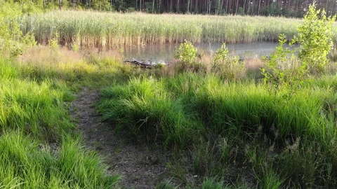 Over the Marsh Video stock 111156167