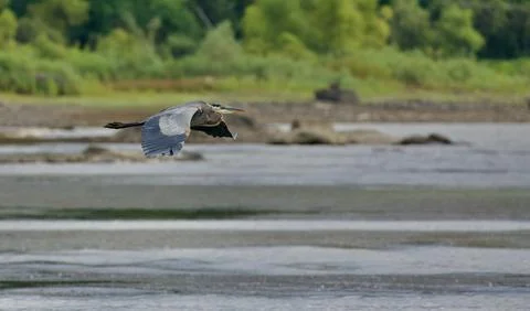 Over the marsh 스톡 사진