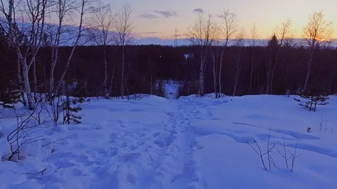 Over the path in the winter forest Video stock 90744435