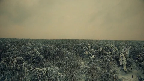 Over people in the snowy forest Stock Footage 101576296