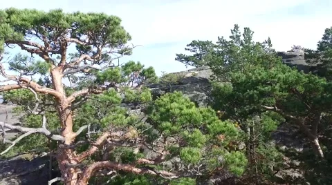 Up over a pine and stones Stock Footage 68787856