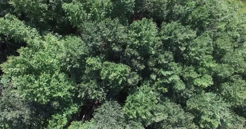 Over a pine forest, aerial shot Stock Footage 56033124