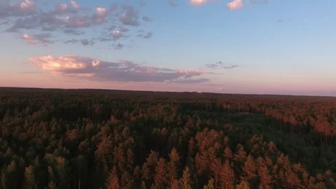 Over the pine forest. treetops lit by the setting sun. Stock Footage 78627478