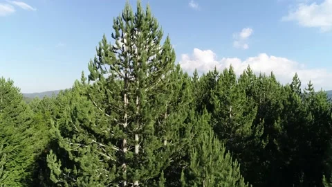 Over the pine woods in Calabria, Italy Stock Footage