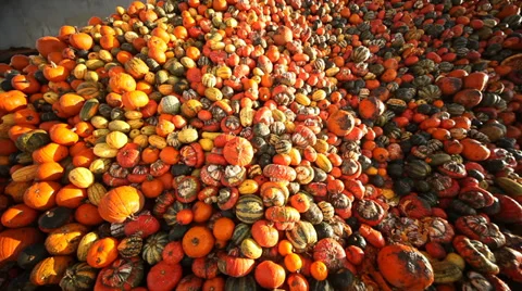 Over production of pumpkins Video stock 32815054