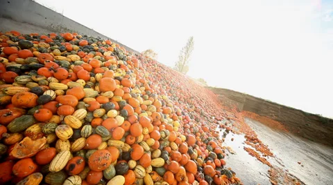 Over production of pumpkins Stock Footage 32815077