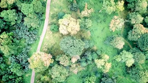 Over rainforest trees Stock Footage 87124608
