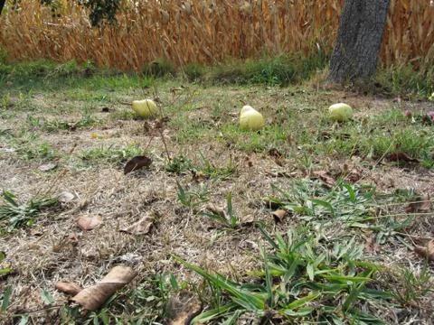 Over ripened yellow pears fall naturally from the tree Stock Photos