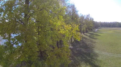 Up over river bank with yellow tree  in  autumn . Aerial  shot  Vidéo 45734091