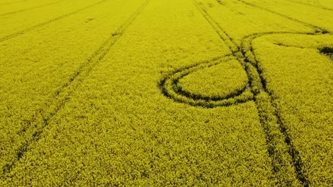 Over the road separating fields of yellow-blooming rapeseed Stock Footage 248250217