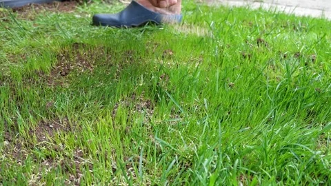 Over seeding grass seed, Sowing Seed By Hand Stock Footage 310999417