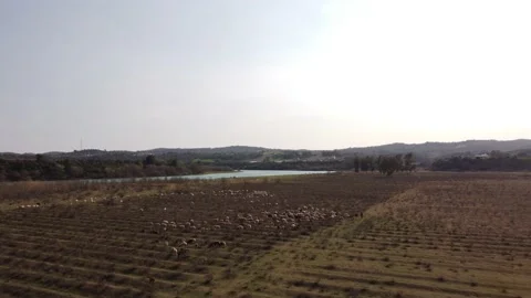 Over Sheep Herd Closeup Shot Stock Footage 237095146
