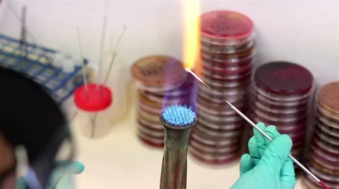 OVER SHOULDER-CLOSE UP.Laboratory worker test microorganisms into a petri dish. Stock Footage 42831699