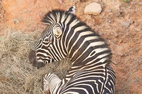 Over the shoulder view of a zebra lying on the ground and turning its head Foto stock