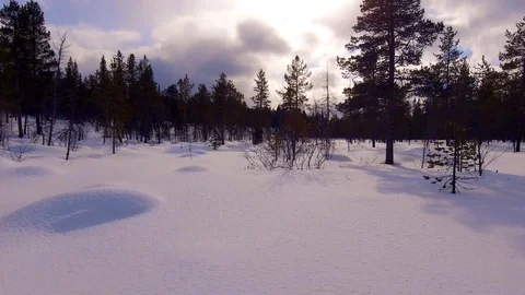 Over snow in winter forest Stock Footage 90743584