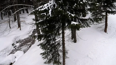 Over snowy forest Stock-Footage 86116524