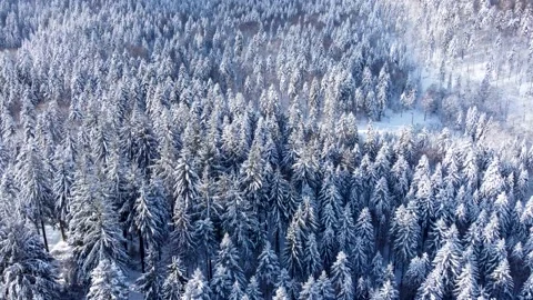 Over snowy pine trees view, in Sirnitz on Black forest mountains 4K Stock Footage 153234920