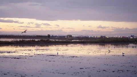 Over some fields in Valencia some seagulls are flying Stock Footage 280276714