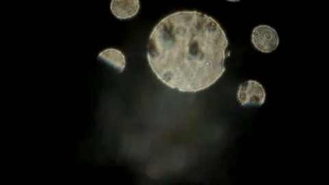 Over the top lens flare Stock Footage 105952592