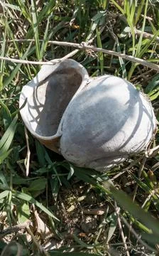 Over the top shot of a shell from a dead snail. Stock Photos