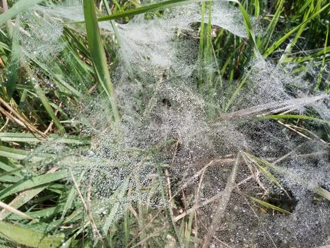 Over the top shot of tiny dew drops fallen on a spider web. Stock Photos