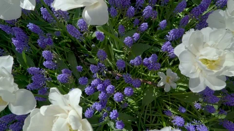Over the top view of the white flowers in the garden Stock Footage 79813443