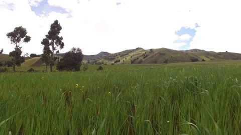 Over the Tops of Blades Video stock 75020556