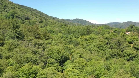 Over the trees - above forest with 4k drone Stock-Footage 111395805