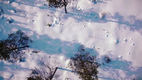 Over the trees and snow Stock Footage 88463769