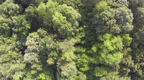 Over Trees Flying Stock Footage 33033257