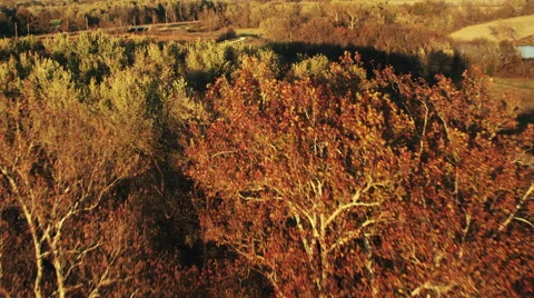 Over The Trees Video stock 42473220