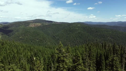 Over the Trees Into the Forest Establishing Drone Shot 스톡 동영상 278251494