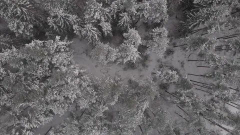 Over the trees of Gol Stock Footage 171276686