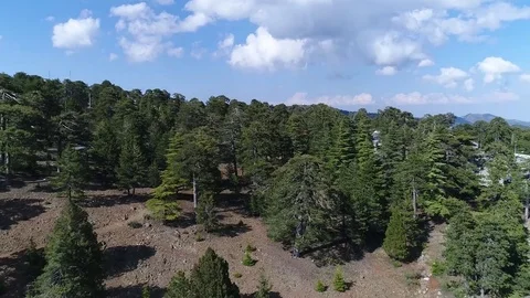 Over the trees in the mountains Stock Footage 78561925