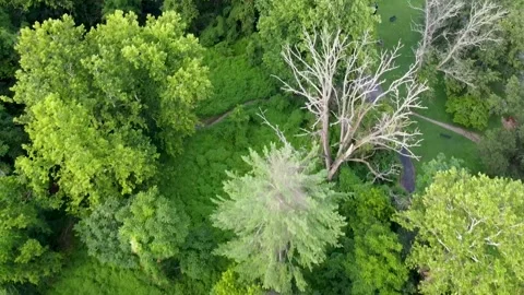 Over the trees at Patapsco Stock Footage 162315980