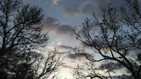 Up over trees to see sunset - Drone camera moves up Video stock 137865585