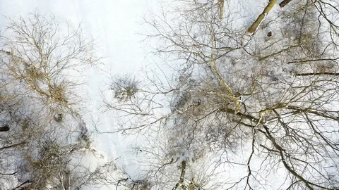 Over trees in snow 3 Video stock 109550240