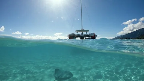 Over under sea surface ray, tropical fish and bird ,Pacific ocean, French Stock Footage 92526013