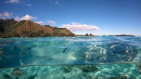 Over under sea surface sharks and tropical fish ,Pacific ocean, French Polynesia 스톡 동영상 92528203