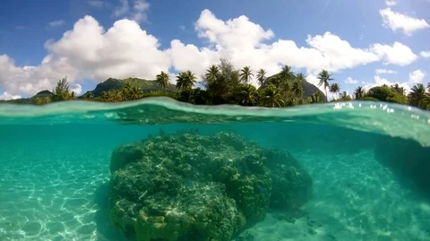 Over under sea surface sharks,tropical fish and bird French Polynesia 스톡 동영상 98178550