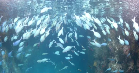 Over under shot. Poor Knights Islands. Many fish and cave system Stock Footage 170919169