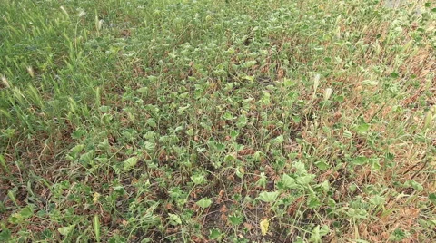 Over view of dry grass weeds Stock-Footage 48335834