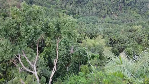 Over view video of trees in the mountain Stock Footage 185281092