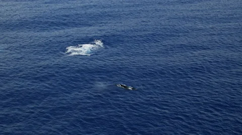 Over a whale swimming and spouting Stock Footage 59350686