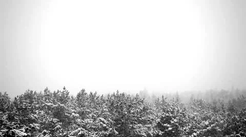 Over the winter forest Vidéo 10597476