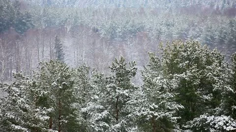Over the winter forest Vídeos de archivo 10597495