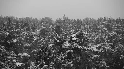 Over the winter forest Stock Footage 10597541