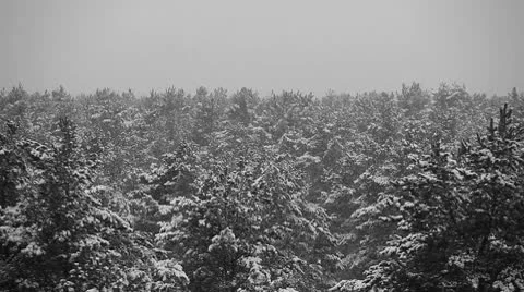 Over the winter forest Stock Footage 10597542